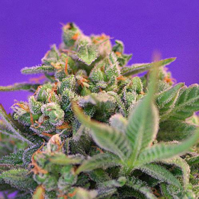 Sweet Cheese Fast Version - SWEET SEEDS | TanieSianie.pl