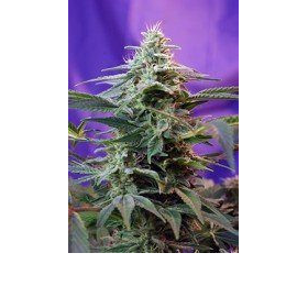 Sweet Special Fast Version - SWEET SEEDS | TanieSianie.pl