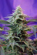 Sweet Special Fast Version - SWEET SEEDS | TanieSianie.pl