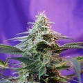 Sweet Special Fast Version - SWEET SEEDS