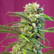 Sweet Tai - SWEET SEEDS | TanieSianie.pl