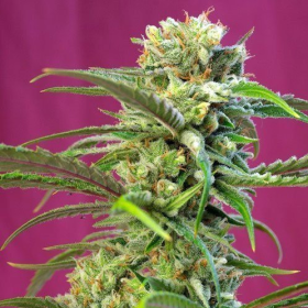 Sweet Tai - SWEET SEEDS | TanieSianie.pl