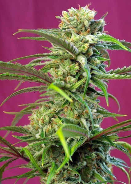 Sweet Tai - SWEET SEEDS | TanieSianie.pl