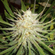 C99 - FEMALE SEEDS | TanieSianie.pl