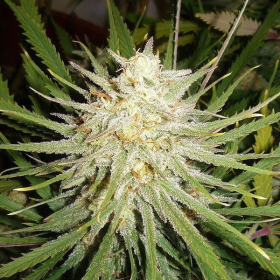 C99 - FEMALE SEEDS | TanieSianie.pl