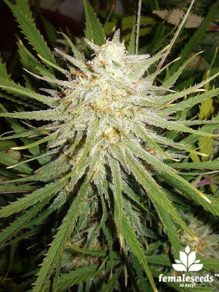 C99 - FEMALE SEEDS | TanieSianie.pl