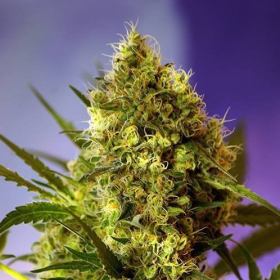 Big Devil Auto - SWEET SEEDS | TanieSianie.pl