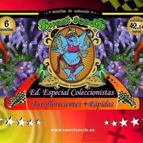 Autoflowering Collector + Rapida's Edition - SWEET SEEDS | TanieSianie.pl