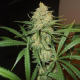 C99 - FEMALE SEEDS | TanieSianie.pl