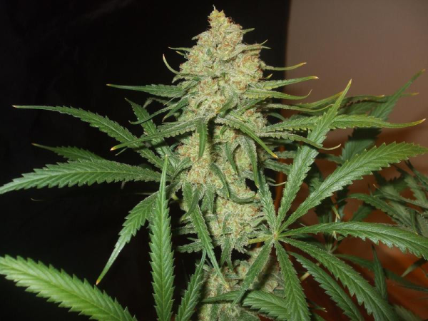 C99 - FEMALE SEEDS | TanieSianie.pl