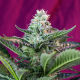 Mohan Ram Auto - SWEET SEEDS | TanieSianie.pl