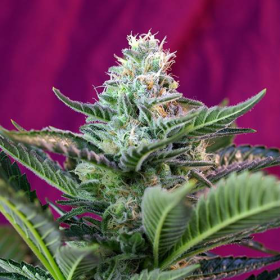 Mohan Ram Auto - SWEET SEEDS | TanieSianie.pl