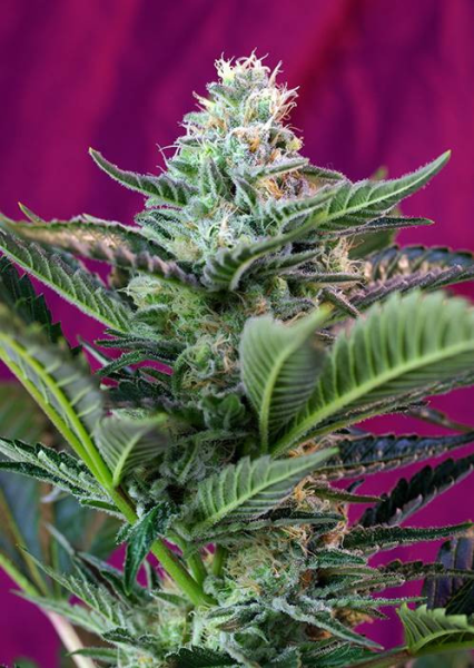 Mohan Ram Auto - SWEET SEEDS | TanieSianie.pl