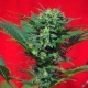 Speed Devil - SWEET SEEDS | TanieSianie.pl