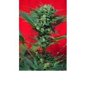 Speed Devil - SWEET SEEDS | TanieSianie.pl