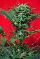 Speed Devil - SWEET SEEDS | TanieSianie.pl