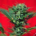 Speed Devil - SWEET SEEDS