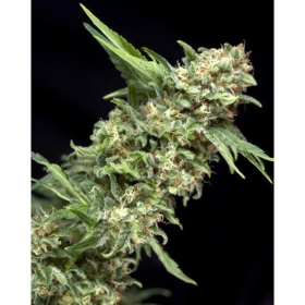 Alpujarrena - PYRAMID SEEDS | TanieSianie.pl