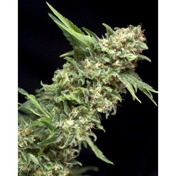 Alpujarrena - PYRAMID SEEDS | TanieSianie.pl