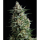 Anesthesia - PYRAMID SEEDS | TanieSianie.pl