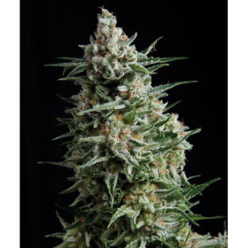 Anesthesia - PYRAMID SEEDS | TanieSianie.pl