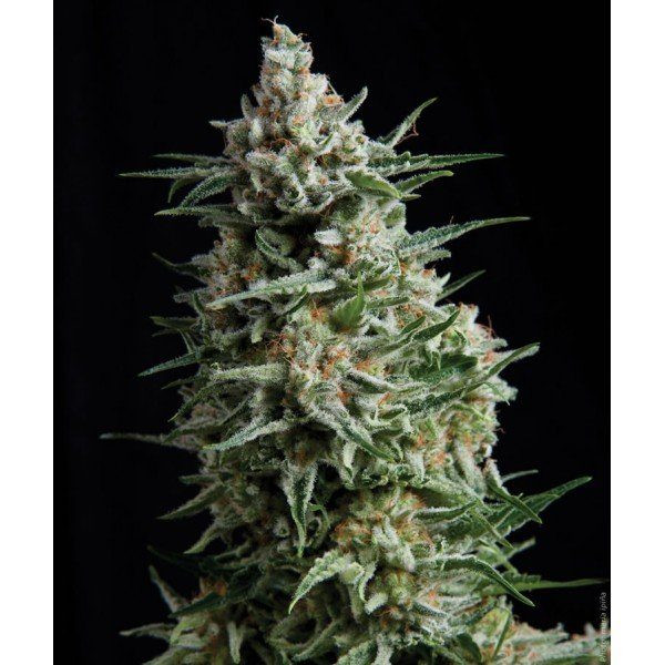 Anesthesia - PYRAMID SEEDS | TanieSianie.pl