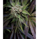 Blue Pyramid - PYRAMID SEEDS | TanieSianie.pl