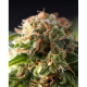 Fresh Candy - PYRAMID SEEDS | TanieSianie.pl