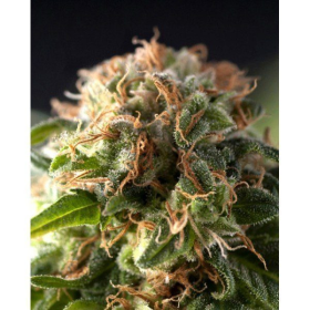 Fresh Candy - PYRAMID SEEDS | TanieSianie.pl