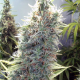 C99 - FEMALE SEEDS | TanieSianie.pl