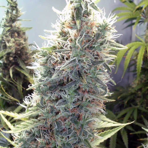 C99 - FEMALE SEEDS | TanieSianie.pl