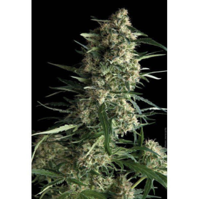 Galaxy - PYRAMID SEEDS | TanieSianie.pl