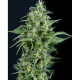 Kryptonite - PYRAMID SEEDS | TanieSianie.pl