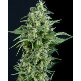 Kryptonite - PYRAMID SEEDS | TanieSianie.pl