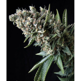 Nefertiti - PYRAMID SEEDS | TanieSianie.pl