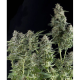 Northern Lights - PYRAMID SEEDS | TanieSianie.pl
