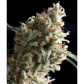 Super Hash - PYRAMID SEEDS | TanieSianie.pl