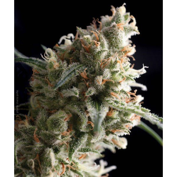 Super Hash - PYRAMID SEEDS | TanieSianie.pl