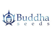 Buddha Seeds