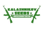 Kalashnikov Seeds