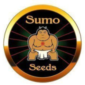 Sumo Seeds