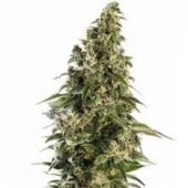Afghan