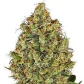 AK47