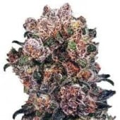 Blueberry