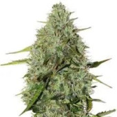Critical