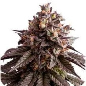 Gelato