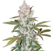 Girl Scout Cookies