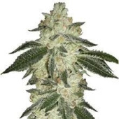Green Crack