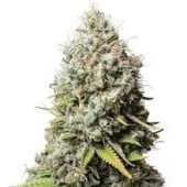 Jack Herer