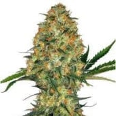 Kush